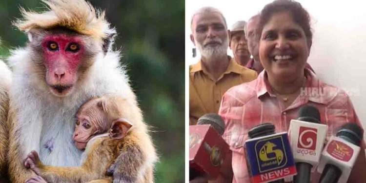 අපි රිලව් අල්ලනවා! රන්දෙණිගල දූපතකට ගිහින් දානවා! වඳ සැත්කම් කරනවා! දැන් වැඩේ පටන් ගත්තා! මාලිමා ආණ්ඩුවේ මන්ත්රිනී තුෂාරි රිලා ප්රශ්නය විසඳන හැටි රටටම කියයි! VIDEO I Sri Lanka Latest News