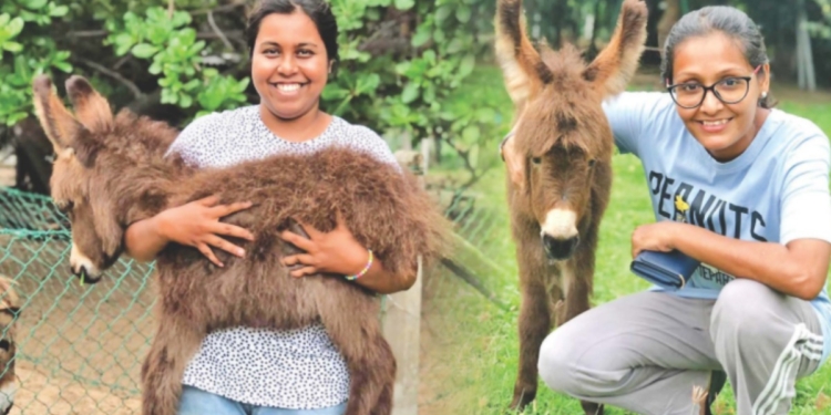 ඩෙල්ෆ්ට් පුත්තලම් බූරුවො වගේද තලෙයිමන්නාරමේ බූරුවෝ ! Sri Lanka Latest News