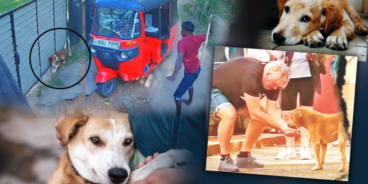 ඒ කොල්ලයි ඒ බල්ලයි – මේ කොල්ලයි මේ බල්ලයි! මිනිස්සු කවුද? බල්ලො කවුද? Sri Lanka Latest News
