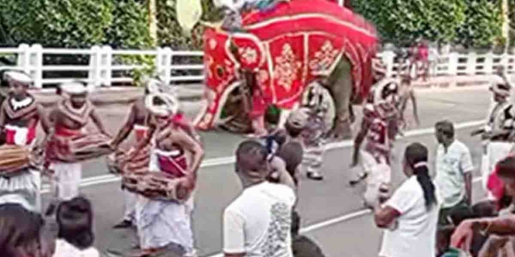 මෙන්න ආයෙත් පෙරහරේ යන අලි කුලප්පු වෙන්න පටන් අරන්! ඇත්ගොව්වාට බරපතළයි! මිනිස්සුත් හතර අතේ දුවයි! VIDEO I Sri Lanka Latest News