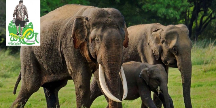 මේ ආණ්ඩුවෙන්වත් ඉතරු වෙච්ච අලි ටික ආරක්ෂා කරයිද? Sri Lanka Latest News