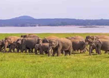 යාලේ අලි ගැන ඇඟ හිරිවැටෙන හෙළිදරව්වක්! I Sri Lanka Latest News