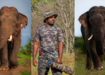 අලි ඇතුන්ගේ අමුතු ෆොටෝ ගහන කුෂාන්ව දන්නවද? Sri Lanka Latest News