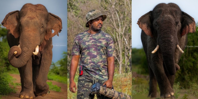 අලි ඇතුන්ගේ අමුතු ෆොටෝ ගහන කුෂාන්ව දන්නවද? Sri Lanka Latest News