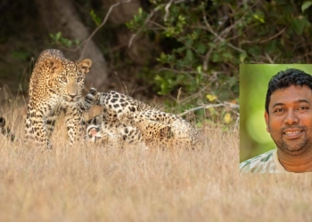 යාලේ 83යි – විල්පත්තුවේ 64යි – කුමන 39යි – හෝටන්තැන්නේ 7යි – උඩවලවේ 2යි – යාල කලාප පහේ 10යි – වස්ගමුවේ 1යි ! කොටි 206ක් එක්ක කැමරාවක්!