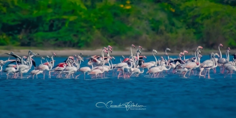 කැල්වියන් තුඩුව පහුකරන් රාමේෂ්වරම හරහා ආදරයේ සංකේතය මන්නාරමට ආපහු ඇවිත්! යන්න දැන්ම ගිහින් බලන්න! Sri Lanka Latest News