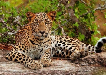 ලංකාවේ කොටි බලන්න ගාලු කොටුවට එන්න! Sri Lanka Latest News