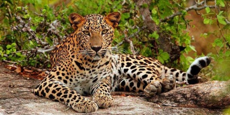 ලංකාවේ කොටි බලන්න ගාලු කොටුවට එන්න! Sri Lanka Latest News