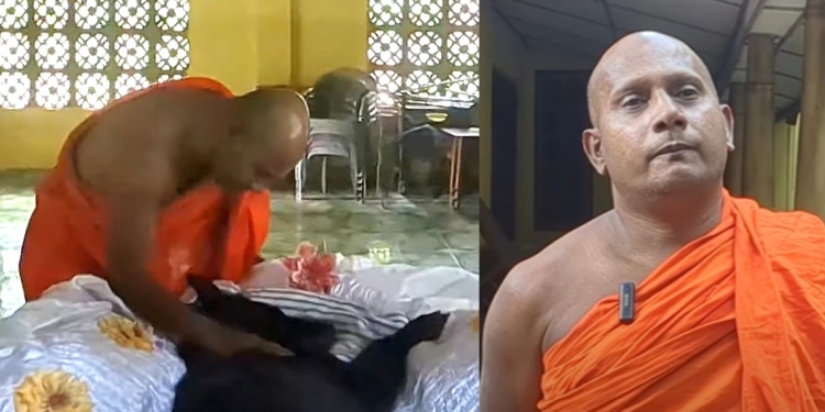 ලොකු හාමුදුරුවන්ව නයාගෙන් බේරගන්න තමන්ගේ ජීවිතය පූජා කරපු පන්සලේ චූටි මැණිකේ! Sri Lanka Latest News