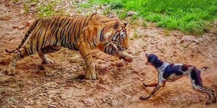 බලු වැඩක් සහ අලි ලෙඩක්! බල්ලා කැලේ ගියාද? බල්ලො කැලේ ගියාද? කැලේ බල්ලට ගියාද? Sri Lanka Latest News