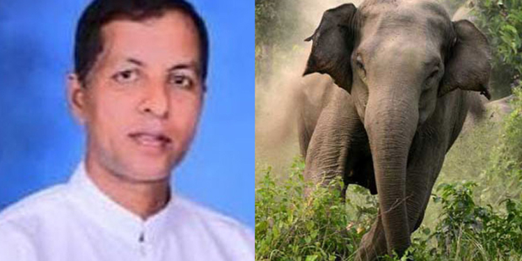අලි සංවිධායක අලි ගහලා මරුට! Sri Lanka Latest News