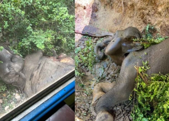 ගෝඨාගේ කාලේ එක තැන අලි 7ක් මැරුණා! රනිල්ගේ කාලෙත් එහෙමයි! සමූහ අලි මරණ රටට දෙන පණිවුඩය! Sri Lanka Latest News