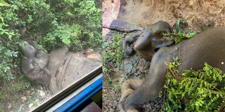 ගෝඨාගේ කාලේ එක තැන අලි 7ක් මැරුණා! රනිල්ගේ කාලෙත් එහෙමයි! සමූහ අලි මරණ රටට දෙන පණිවුඩය! Sri Lanka Latest News