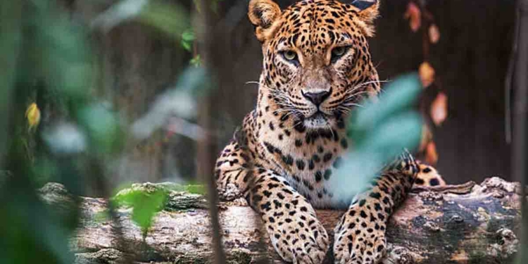 කොටි බලන්න ගාලු කොටුවට එන්න! I Sri Lanka Latest News