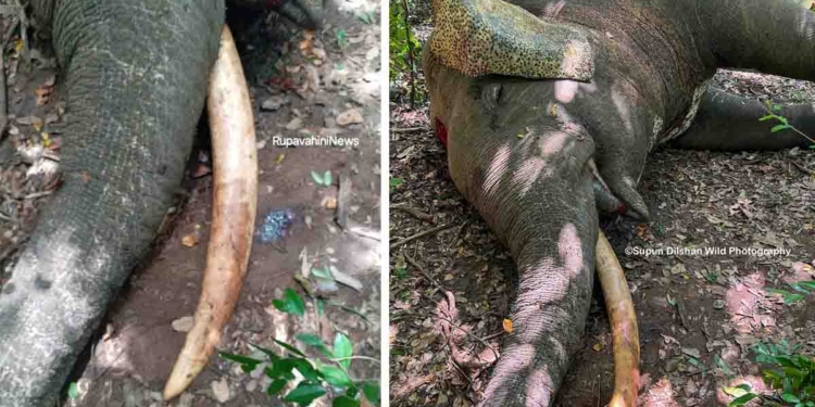 ලංකාවේ ලොකුම ඒකදන්ත හස්තියා.. යුනිකෝන්..! අද වෙඩි තියලා මරලා! PHOTOS I Sri Lanka Latest News