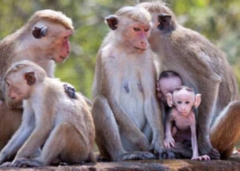 15 වැනිදා ගෙදරම ඉන්න! Sri Lanka Latest News