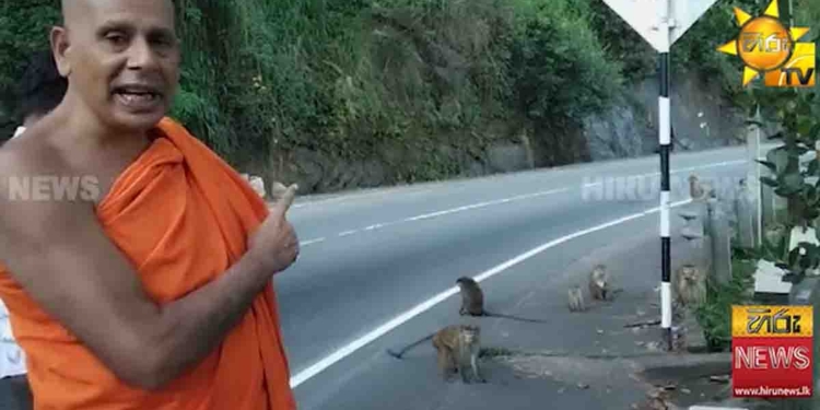 කොහොමද ගණන් කරන්නේ? නාමල් කරුණාරත්න ඇවිත් කියාපිය! මුන්ට බලේ වැඩියි මොළේ නෑ.. දෙයියන්ගේ හාල් කැවිලා! රිලව් ගණන් කරන්න ගිය ‘අපිලගේ සාදු’ වඳුරු රැළකට කොටුවෙයි! VIDEO I Sri Lanka Latest News
