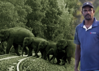 අලින්ට කරන සේවාවට අලියත් ඔළුව පාත් කරන කාසිකොටේ අලි කුමාර! Sri Lanka Latest News