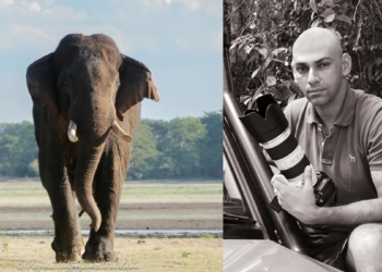 බලි බැලුවට වඩා අලි බලපු වජිරගේ ඇහැ! Sri Lanka Latest News
