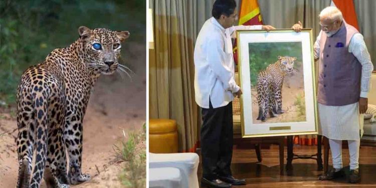 ලෝකෙම කතා කරන සජිත් මෝඩිට දුන්නු විල්පත්තුවේ අමුතු කොටියා ගැන කව්රුත් නොදන්න කතාවක් එළියට එයි! PHOTOS I Sri Lanka Latest News
