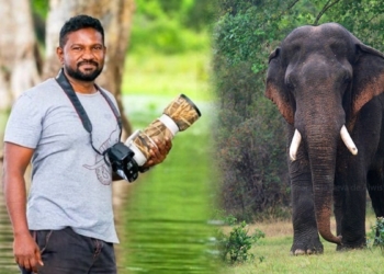 අල්විස් පරම්පරාවේ තාත්තාගෙන් පුතාට ආ අලි පිස්සුව! Sri Lanka Latest News