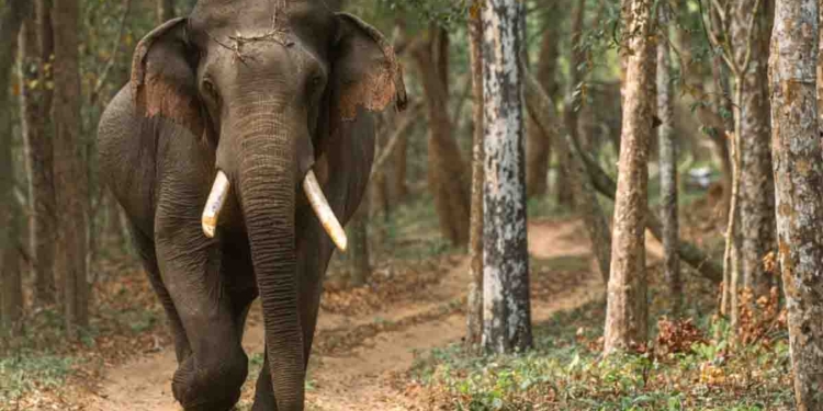 විල්පත්තුව හොල්ලාගෙන හිටපු මහේශාක්ය ඇතා ‘කාලි’ මියගිහින්! සිරුරේ මූණිස්සම්? I Sri Lanka Latest News