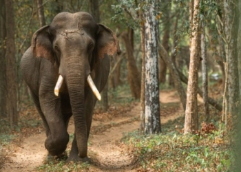 වෙඩිල්ලක් වැදුණද? වසක් විසක් කැවුණද? විල්පත්තුව හොල්ලගෙන සිටි කාලි මැරුණාද? මැරුවාද? Sri Lanka Latest News