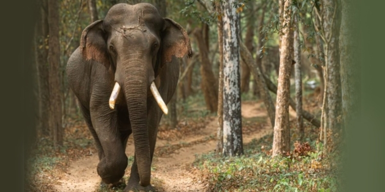 වෙඩිල්ලක් වැදුණද? වසක් විසක් කැවුණද? විල්පත්තුව හොල්ලගෙන සිටි කාලි මැරුණාද? මැරුවාද? Sri Lanka Latest News