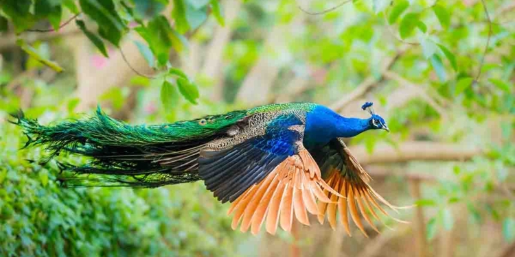 රිලව් ලක්ෂ 57ක් ඉන්න පුළුවන් කියමුකෝ! මොනරු කොහොමද ලක්ෂ 42ක් ඉන්නේ? එහෙනම් මොනරු කකුලට පෑගෙන්න ඕන! රටේ බල්ලොවත් එච්චර නෑ! මේක තමයි ඉතිහාසයේ කරපු ලොකුම බොරුව! VIDEO I Sri Lanka Latest News