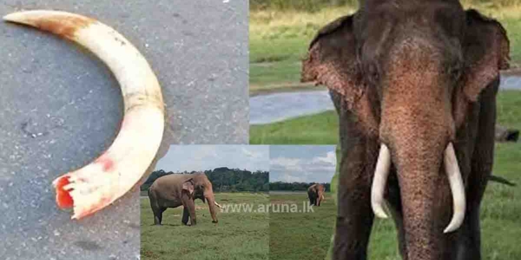 වාහනයකට හැප්පිලා එක දළක් කඩාගෙන අතුරුදන්ව සිටි සුමේධ මාස 3කට පසු මින්නේරියෙන් මතුවෙයි! I Sri Lanka Latest News