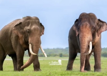 පොසොන් පෝදා කැලෙන් එළියට ආ සුබ පණිවුඩය! Sri Lanka Latest News