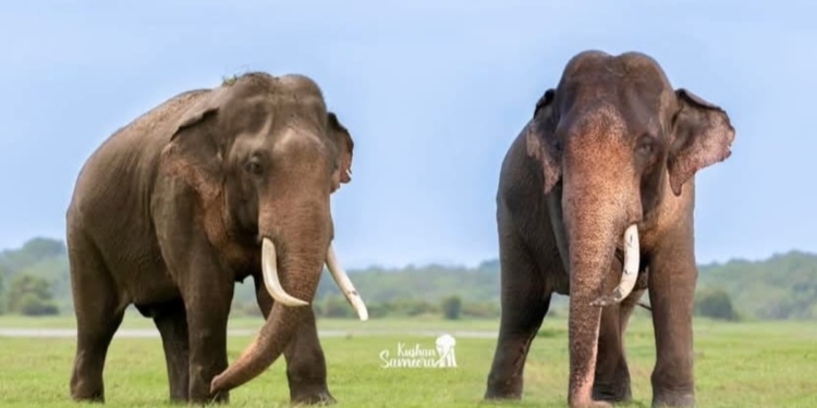 පොසොන් පෝදා කැලෙන් එළියට ආ සුබ පණිවුඩය! Sri Lanka Latest News