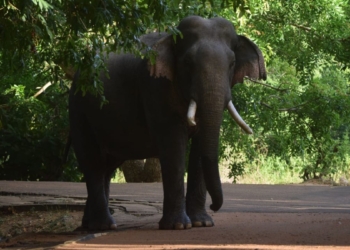 කාලි ඉන්නවා! PHOTOS I Sri Lanka Latest News