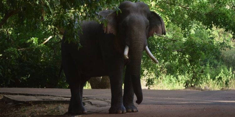 කාලි ඉන්නවා! PHOTOS I Sri Lanka Latest News