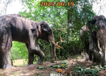 අලි රෝහල් හදන කතා කියලා වැඩක් නෑ! භාතියගෙන්වත් පාඩමක් ඉගෙන ගමු! Sri Lanka Latest News