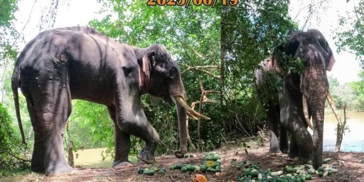 අලි රෝහල් හදන කතා කියලා වැඩක් නෑ! භාතියගෙන්වත් පාඩමක් ඉගෙන ගමු! Sri Lanka Latest News
