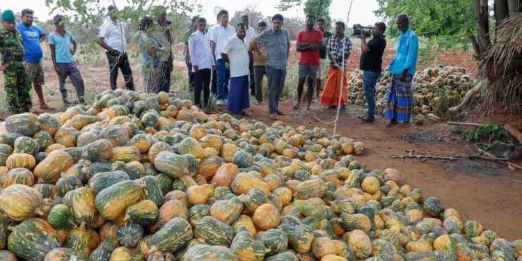 ගොවියො විඳින දුක බලන්න සජිත් හේනටම යයි! වට්ටක්කා විකුණගන්න බැරිව ගොඩ ගහලා! මිනිස්සු ප්‍රශ්නවලින් මිරිකිලා! අවුරුද්දක් ගිහිල්ලත් ආණ්ඩුව මේ දුක් විඳින ජනතාව වෙනුවෙන් අබමල් රේණුවක දෙයක් කරලා නෑ! VIDEO & PHOTOS I Sri Lanka Latest News