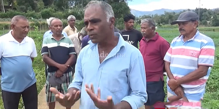 හරිහමන් මිලක් නෑ! ගොවියො අල ගලවන එක නවත්වයි! VIDEO I Sri Lanka Latest News!