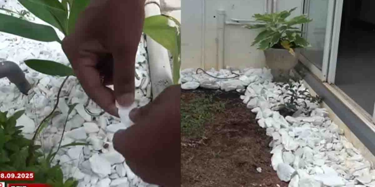 මිද්දෙණියෙන් අහුවුණු ‘අයිස්’ කඳානේ සුපිරි ගෙදරකිනුත් හමුවෙලා! කාටවත් සැක නොහිතෙන්න ලස්සනට වත්තේ ගස් යට අතුරලා තියලා! VIDEO I Sri Lanka Latest News