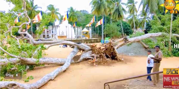 අසුබ ලකුණක්ද? මිහිඳු මාහිමියන් වැඩි මිහින්තලේ අම්බස්තල බෝධීන් වහන්සේ මුලින් ඉදිරී දෙපළු වී දෙපසට කඩන් වැටෙයි! යටවුණු ව්‍යාපාරිකයෙක් මරුදකී! VIDEO I Sri Lanka Latest News