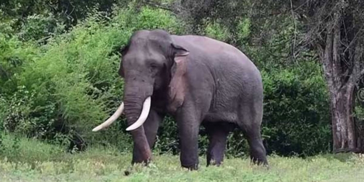 21 වැනිදා දළ ඇත්තු කොළඹට එනවා! Sri Lanka Latest News