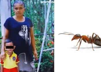 කඩියෙක් කාපු පුංචි පැටියා අපිට උගන්නපු පාඩම! වතුරත් විෂ වෙන්න පුළුවන්! මල් රේණුත් මරණය ගේනවා! කඩි කාපුවම මැරෙන අය ඉන්නවා…! Sri Lanka Latest News