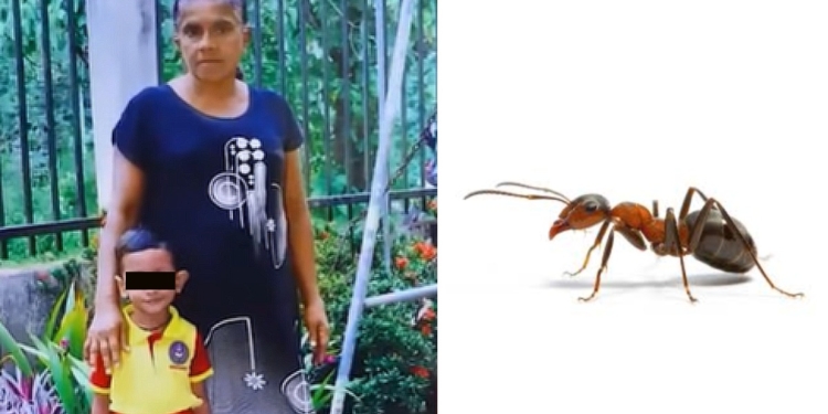 කඩියෙක් කාපු පුංචි පැටියා අපිට උගන්නපු පාඩම! වතුරත් විෂ වෙන්න පුළුවන්! මල් රේණුත් මරණය ගේනවා! කඩි කාපුවම මැරෙන අය ඉන්නවා…! Sri Lanka Latest News