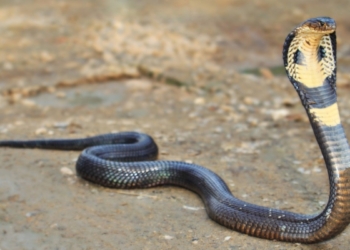 සර්පයො අල්ලපු පුතා – ඇමැති ඇවිත් කී කතා…! Sri Lanka Latest News