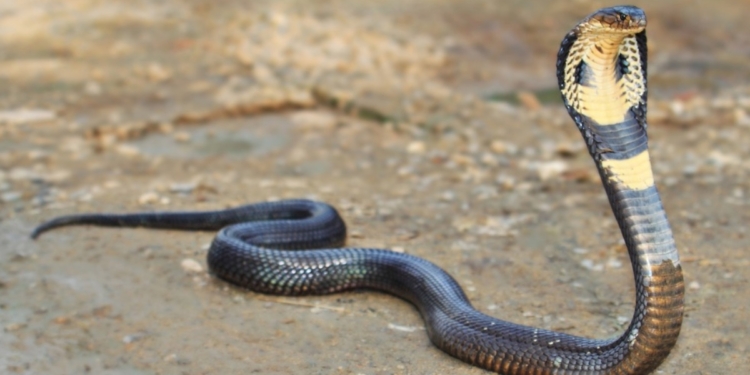 සර්පයො අල්ලපු පුතා – ඇමැති ඇවිත් කී කතා…! Sri Lanka Latest News