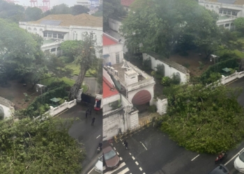 මේ මොකක්ද මේ වෙන්නේ ? කොටුවේ ජනාධිපති මන්දිරය ළඟත් ලොකු ගහක් කඩන් වැටෙයි! Sri Lanka Latest News