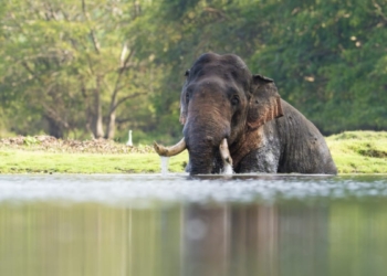 හරි ෂයි…. හැබැයි ඇග්‍රසිව්…. මහකනදරාවේ චණ්ඩි රජා ! Sri Lanka Latest News