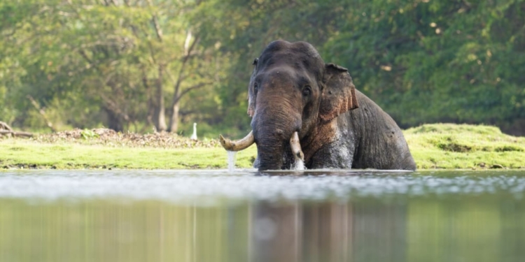 හරි ෂයි…. හැබැයි ඇග්රසිව්…. මහකනදරාවේ චණ්ඩි රජා ! Sri Lanka Latest News