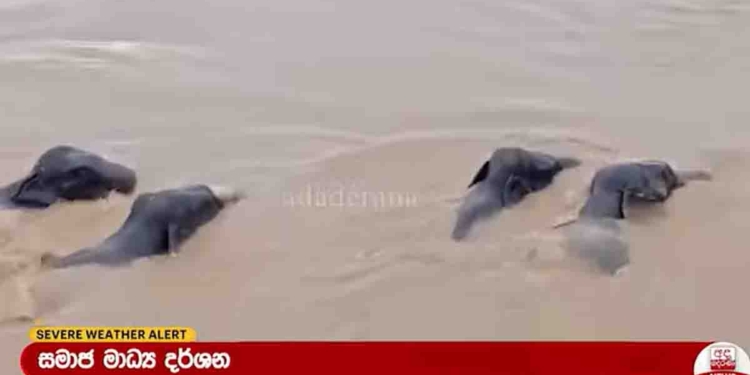 මෙහෙම දේවල් මේ රටේ මීට කලින් දැකලා තියෙනවද? අලි රංචු පිටින් ගහගෙන යනවා! VIDEO I Sri Lanka Latest News