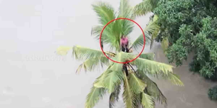 කලා වැව ළග පොල් ගහක් උඩ පැය ගාණක් හිරවෙලා හිටපු අයකුගේ ජීවිතය ගුවන් හමුදාව උඩින් ඇවිත් බේරාගනී! VIDEO I Sri Lanka Latest News